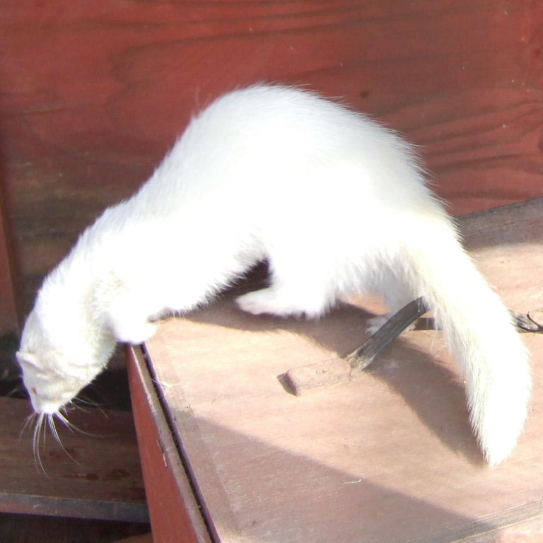 Albino ferret