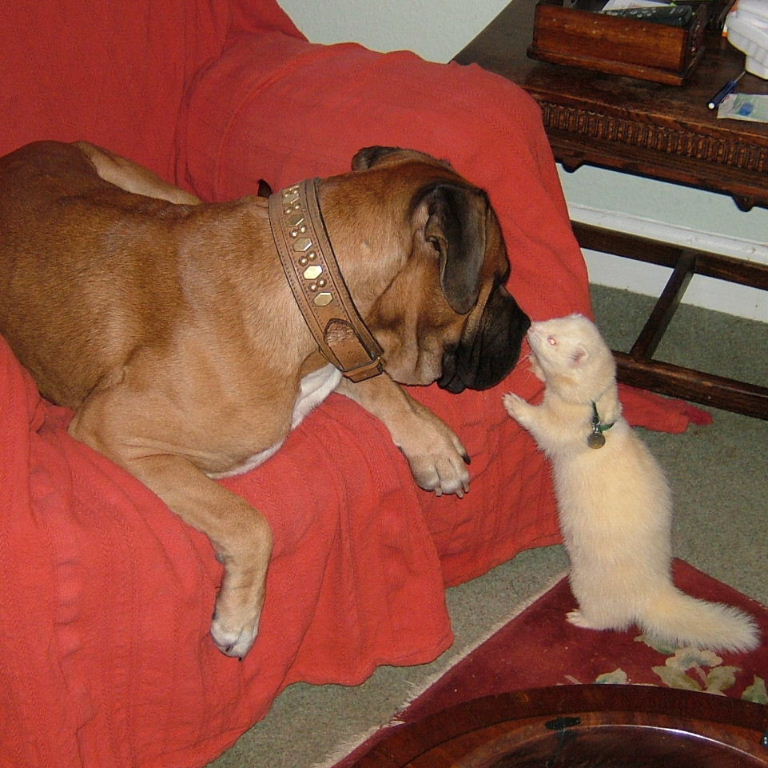 Dog and Ferret