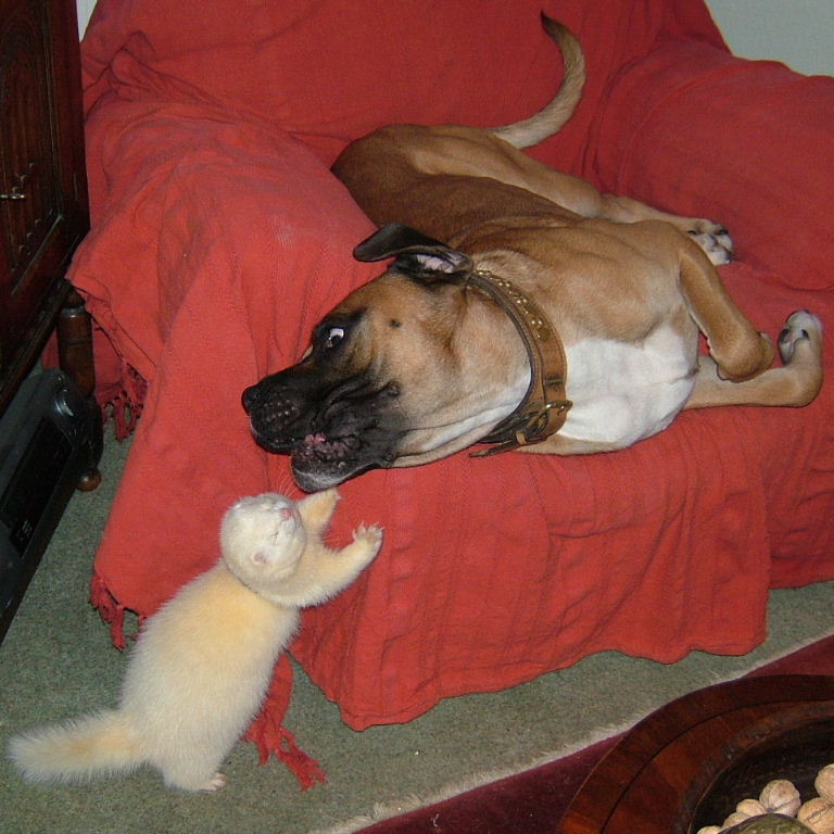 Dog and Ferret