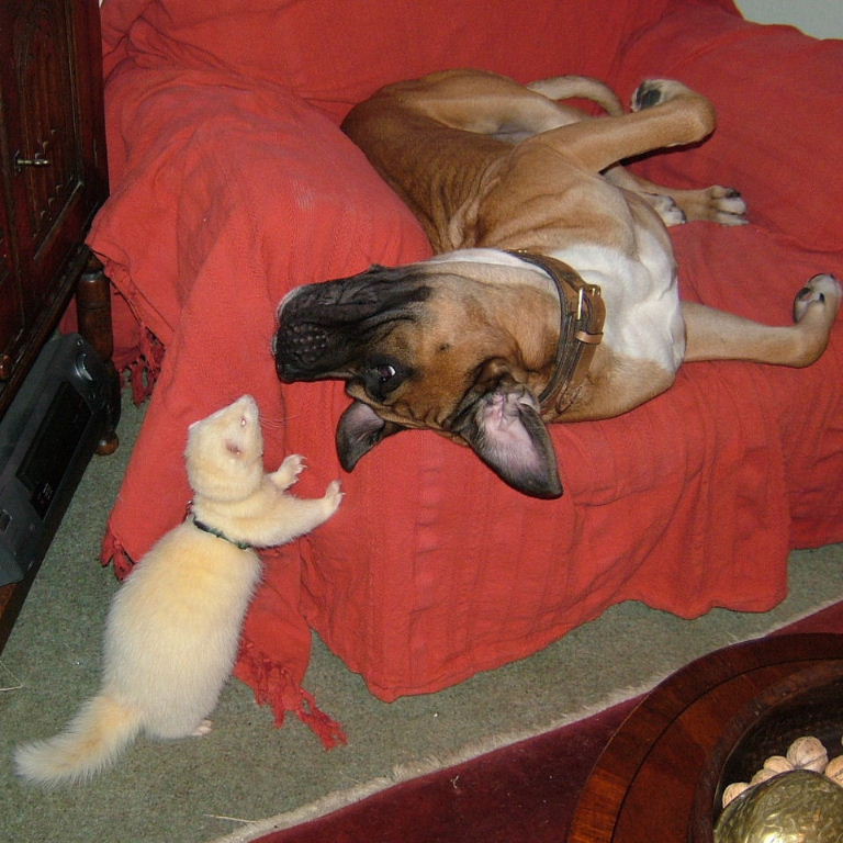 Ferret and Dog