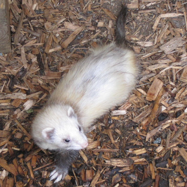 Ferret