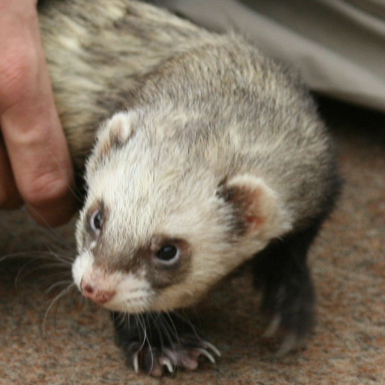Ferret