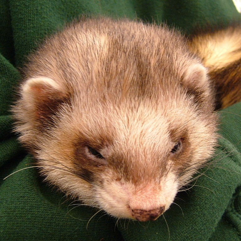Ferret