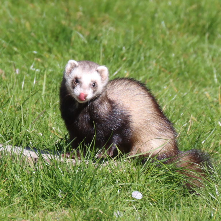 Ferret