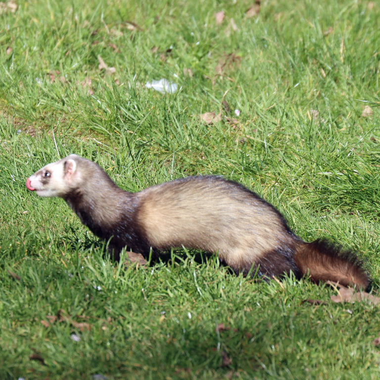 Ferret
