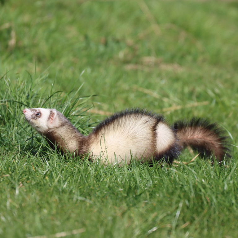 Ferret