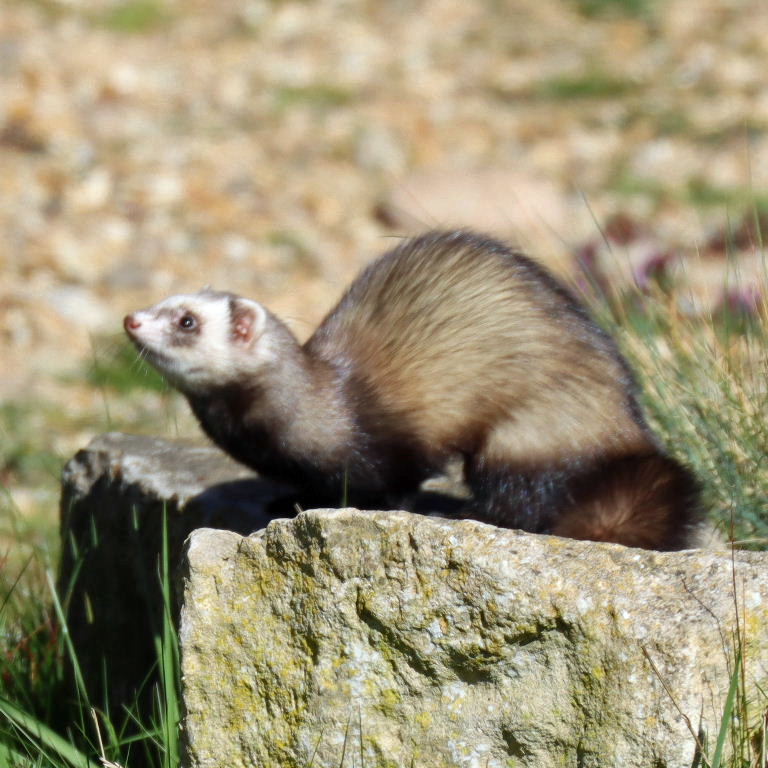 Ferret