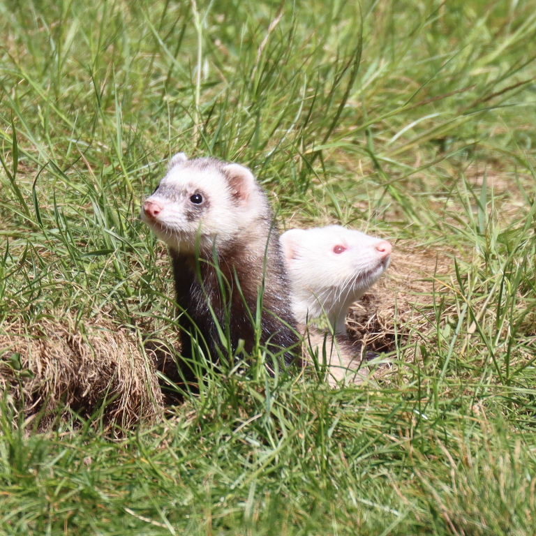 Ferrets