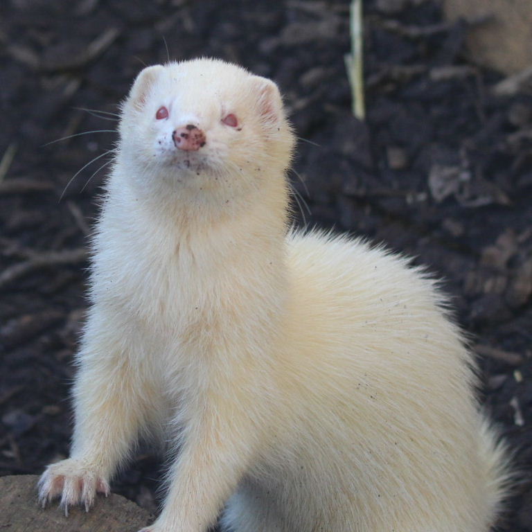 Albino ferret