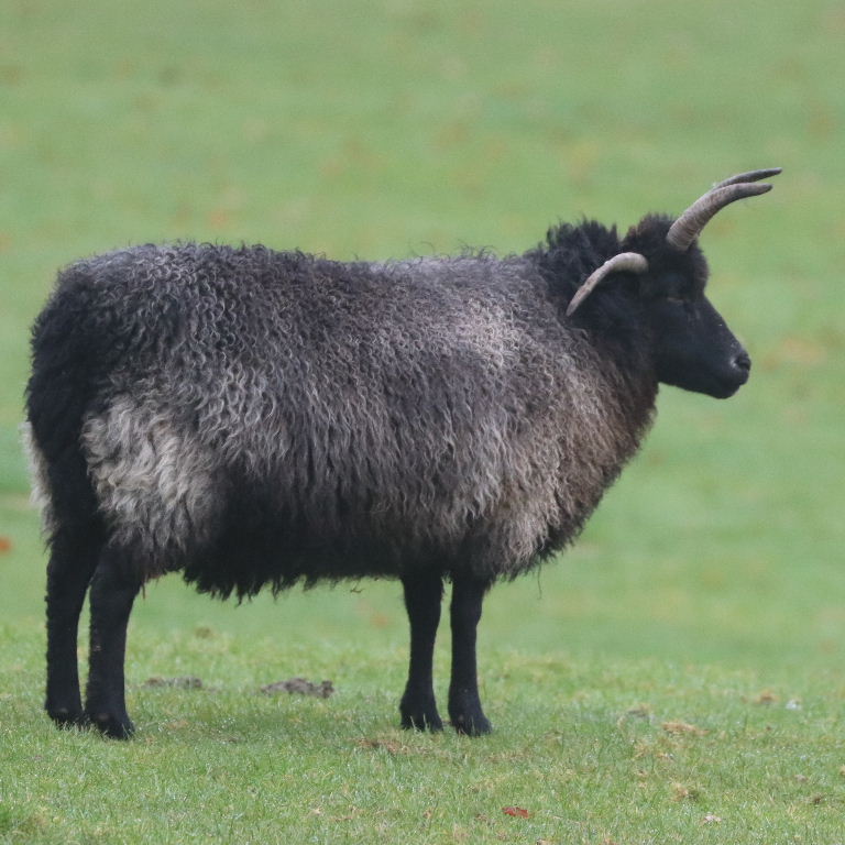 Hebridean Sheep