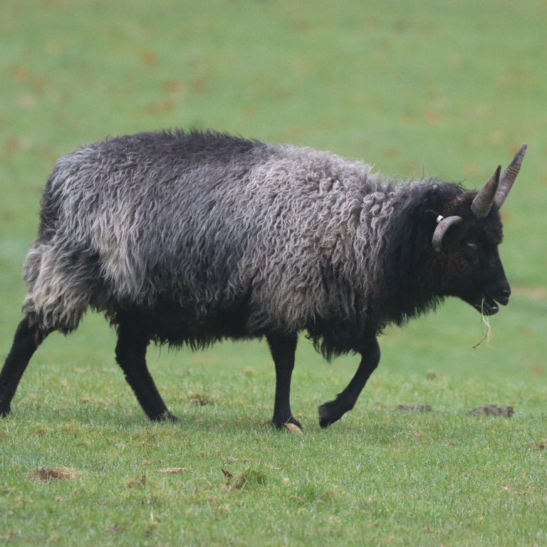 Hebridean Sheep