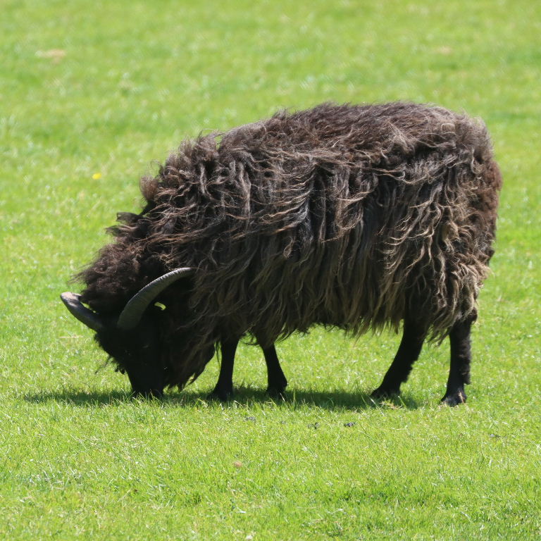 Hebridean Sheep