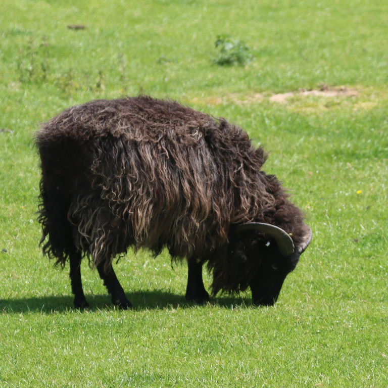 Hebridean Sheep