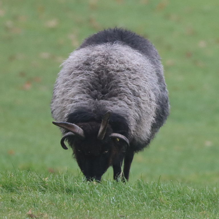 Hebridean Sheep