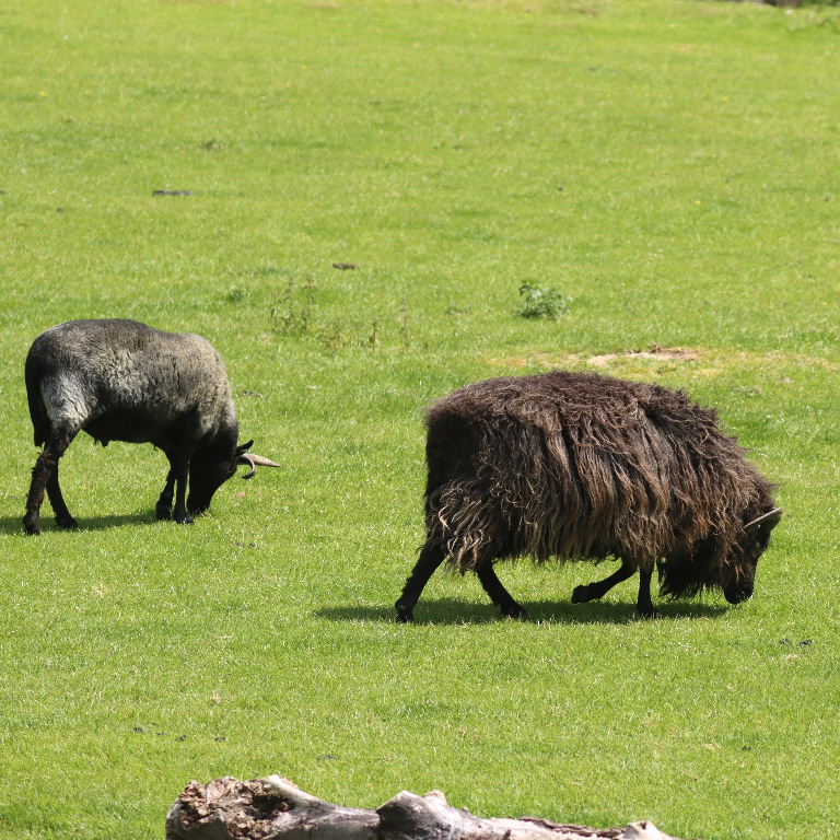 Hebridean Sheep
