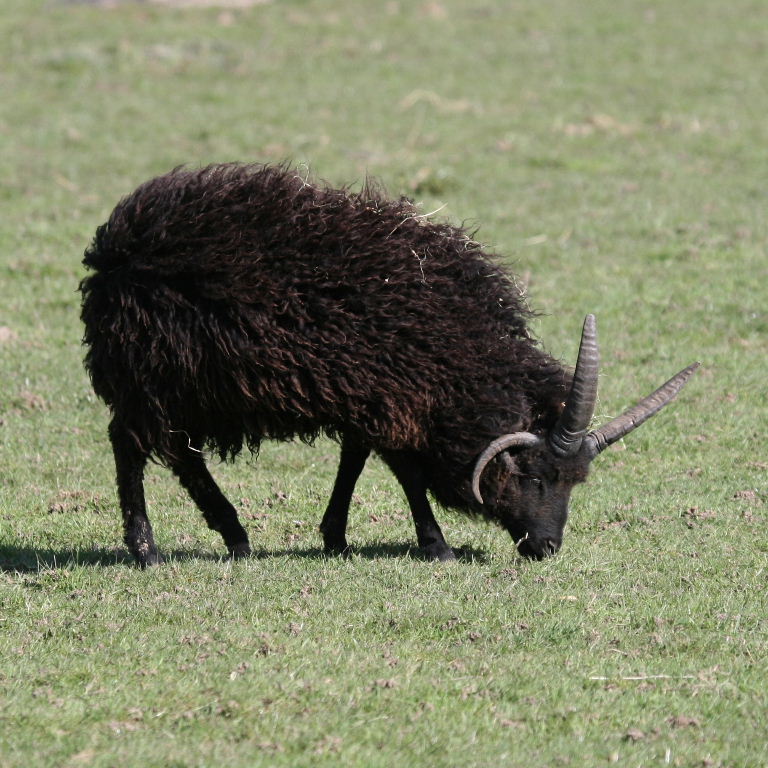 Hebridean Sheep