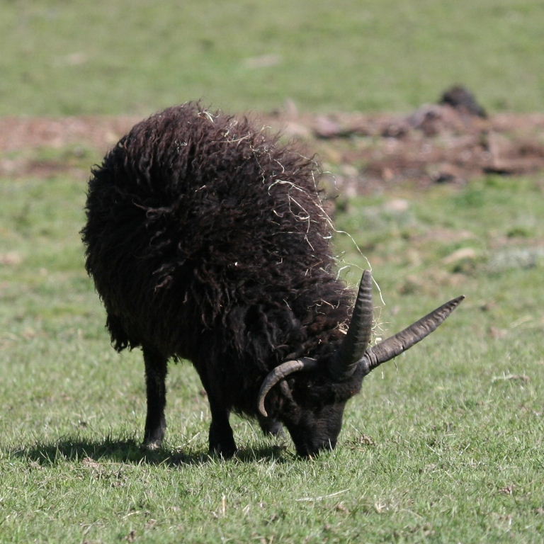 Hebridean Sheep
