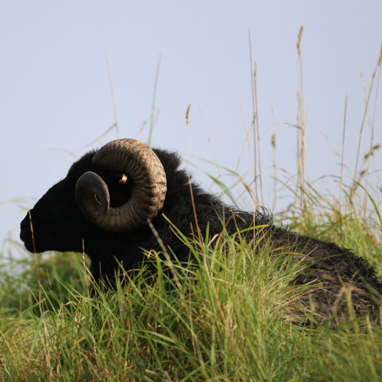 Hebridean Sheep