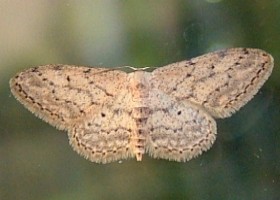 Small Dusty Wave moth