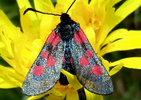 Five-spot Burnet Moth