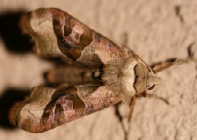 Angle Shades moth