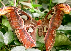 Atlas moth