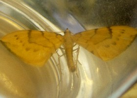 Barred Straw