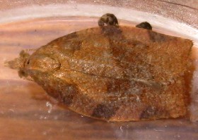 Barred Fruit-tree Tortrix