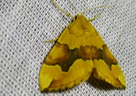 Barred Yellow moth