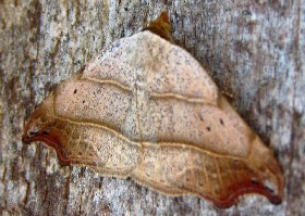 Beautiful Hook-tip moth