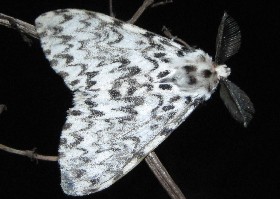 Black Arches moth