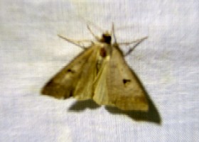 The Blackneck moth