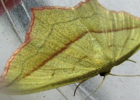 Blood Vein moth