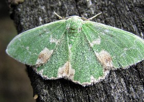 Blotched Emerald moth
