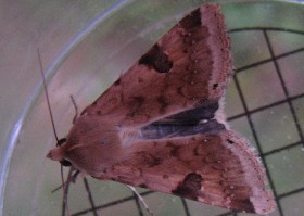Bordered Straw moth