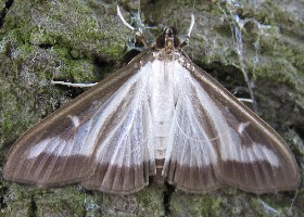 Box Tree Moth
