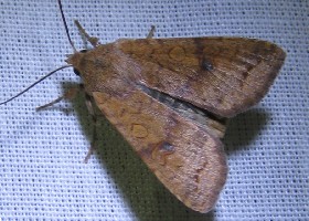 The Brick moth