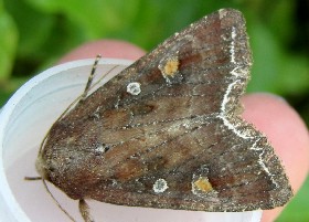 Bright-line Brown-eye moth