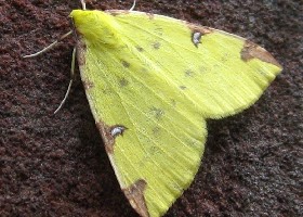 Brimstone moth
