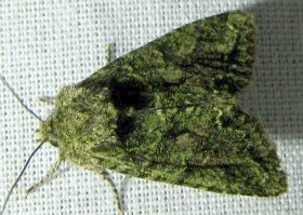 Brindled Green moth