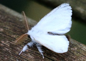 Brown-tail moth