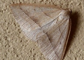 Brown Silver-line moth