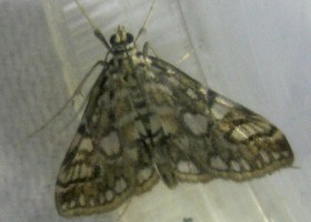 Brown China Mark moth