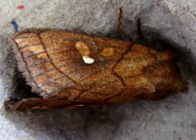 Brown-line Bright-eye moth