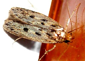 Brown House Moth