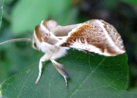Buff Arches moth