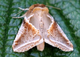 Buff Arches moth