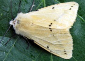 Buff Ermine moth