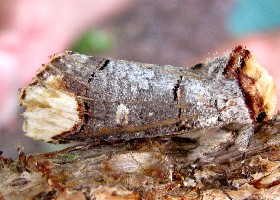 Buff-tip moth