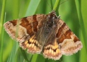 Burnet Companion